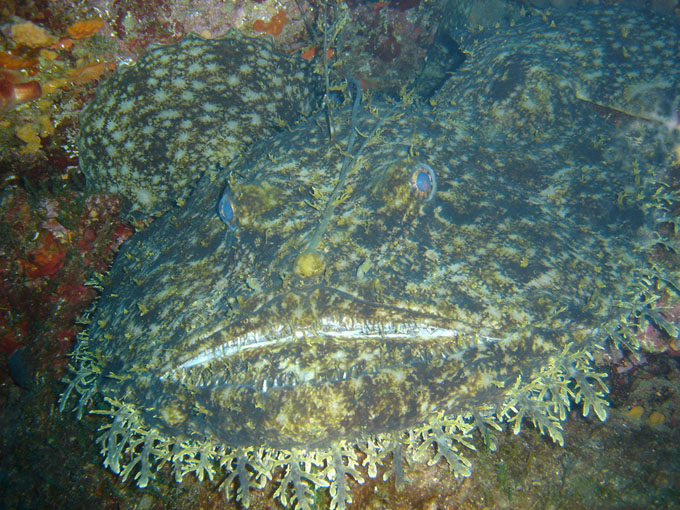 Rana pescatrice - Lophius piscatorius